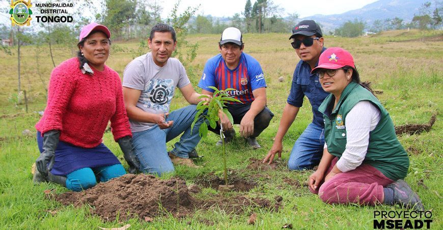 productores cultivan plantones de paltos en Tongod