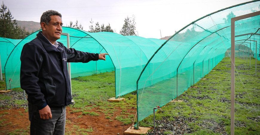 Producirán 250 mil plantones de especies nativas y exóticas en Cajamarca