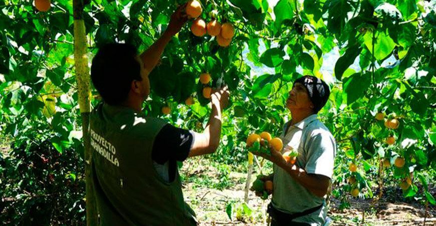 Productores cajamarquinos apuestan por el cultivo de granadilla