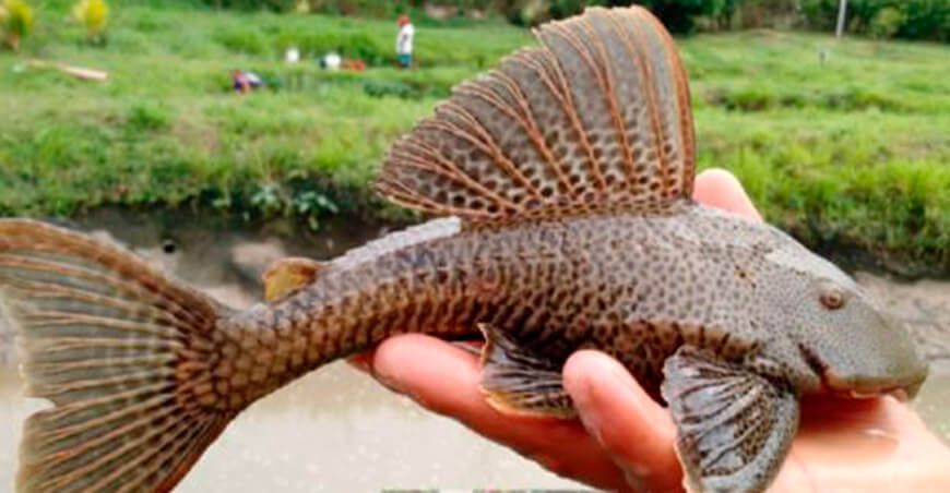 cambio climático afecta a peces Amazonía Perú