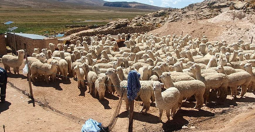 camélidos sudamericanos alpacas Arequipa Perú