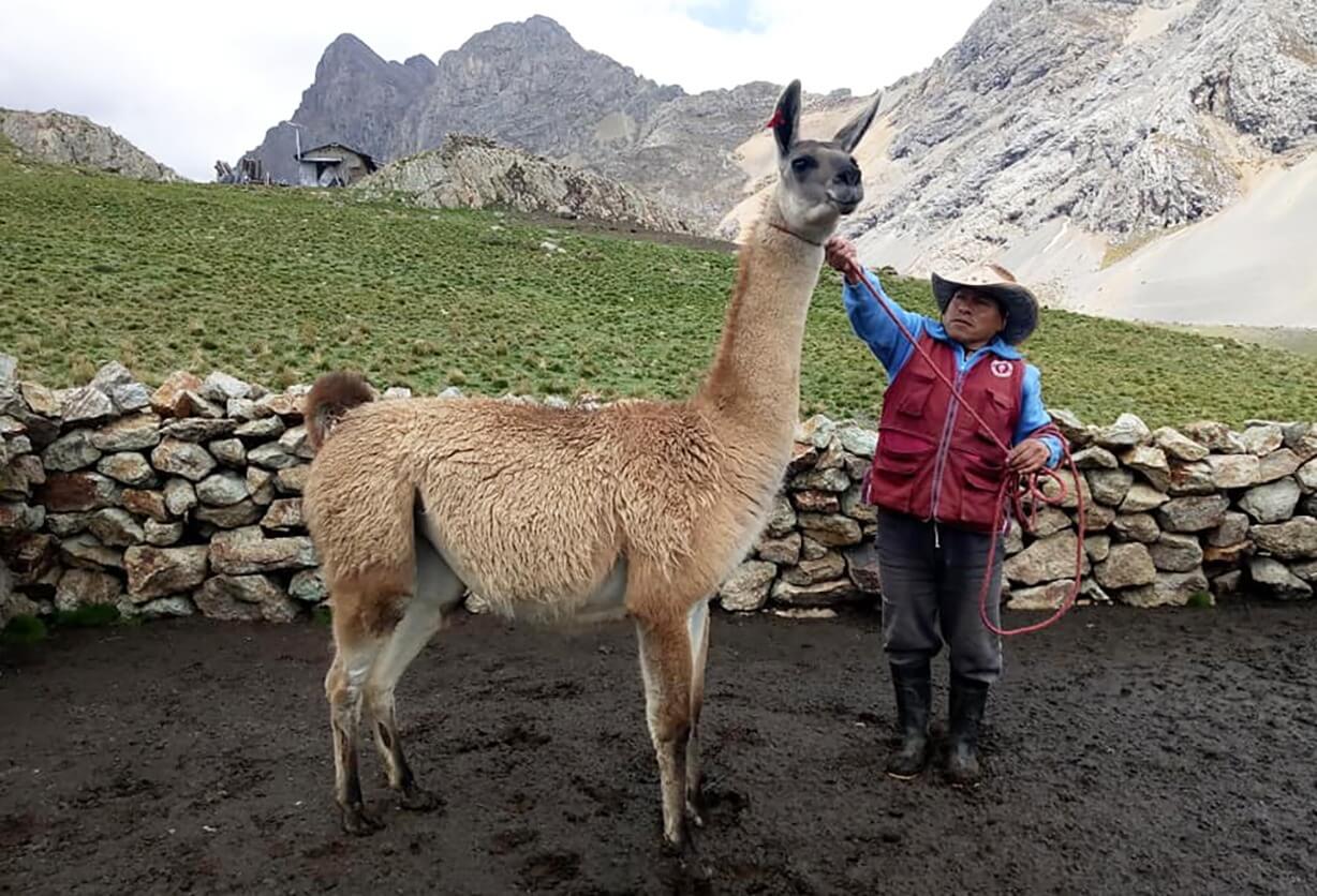 Llamas Perú
