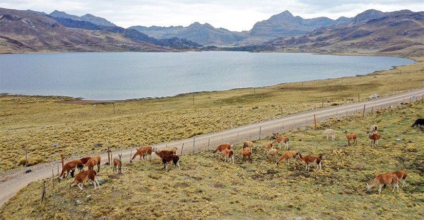 llamas camélidos sudamericanos