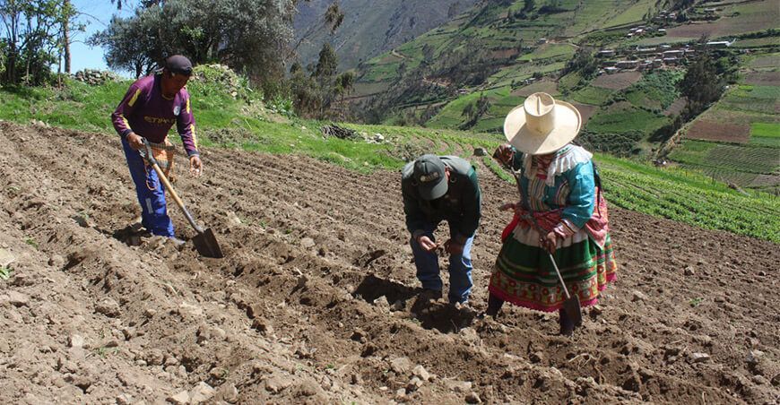campaña agrícola agricultores siembran Perú