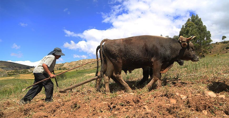 campaña agrícola productores agricultores sembrando Perú