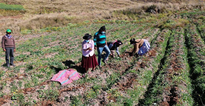 Campaña agrícola de Ayacucho Perú