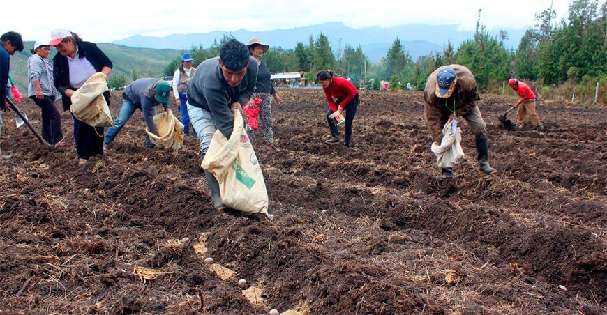 campaña agrícola, fertilizantes para agricultores Perú