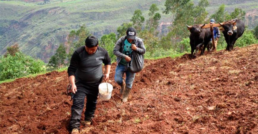 campaña agrícola Perú
