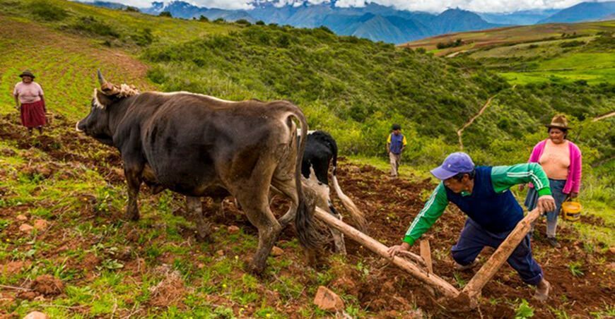 Midagri aprobó el “Marco Orientador de Cultivos para la Campaña Agrícola 2021-2022”