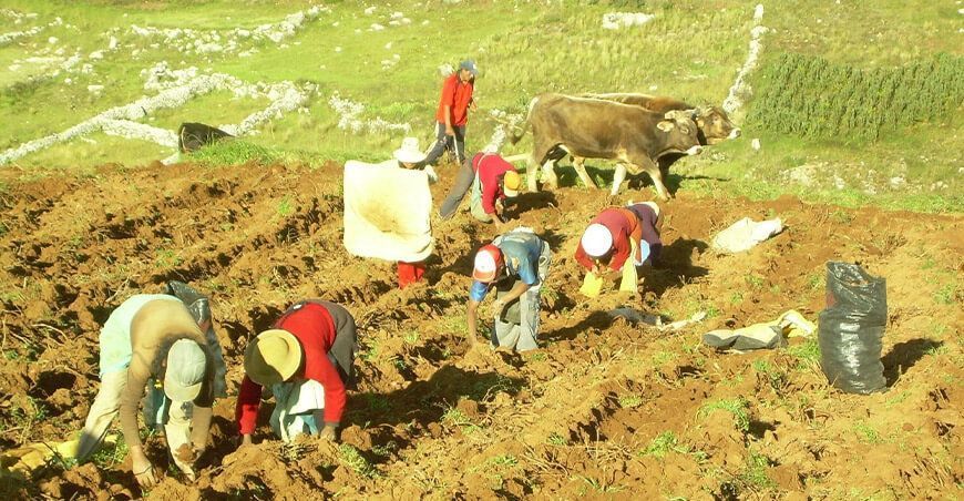 Campaña agrícola productores de papa