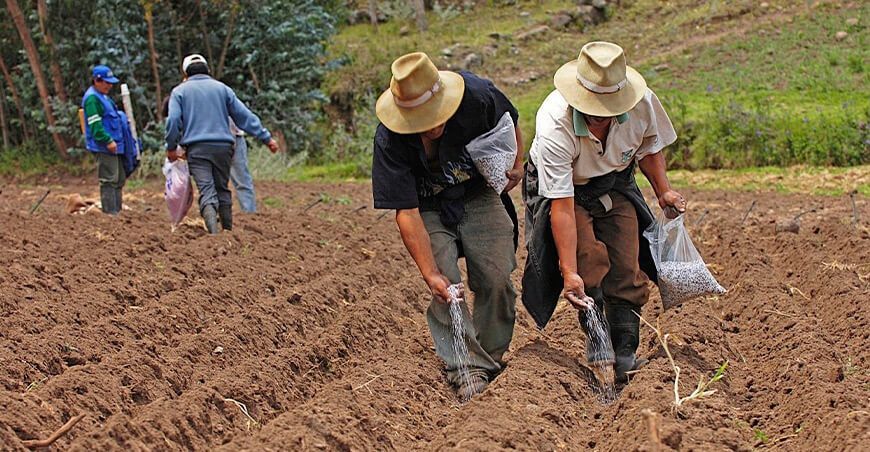 Campaña agrícola , fertilizantes agricultores Perú