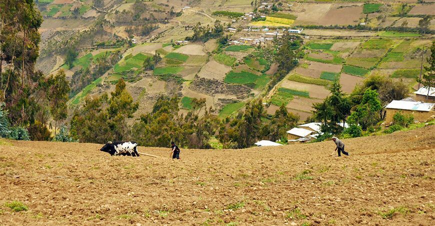 Campaña agrícola se ve afectada por falta de lluvia en Áncash
