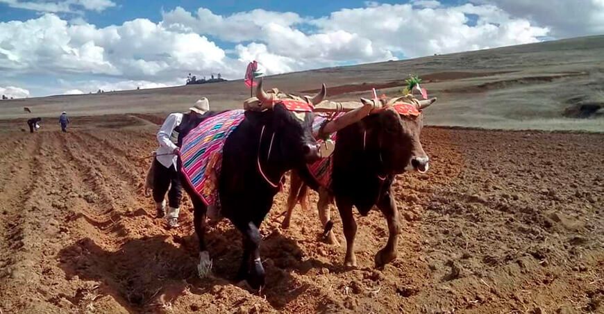 campaña agrícola siembra de cultivos Perú