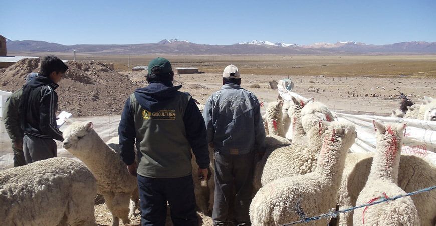 campaña sanitaria alpacas Tacna