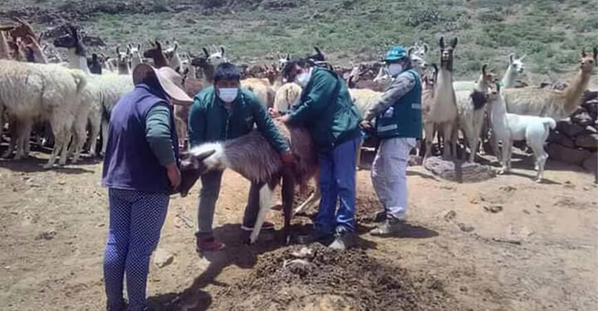 Vacunación a camélidos sudamericanos