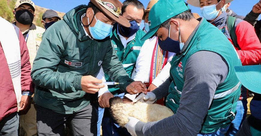 Cusco: Inician segunda etapa de vacunación de animales de abasto