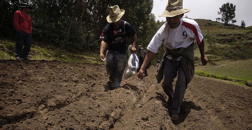 productores sembrando en la campaña agrícola Perú urea fertilizantes