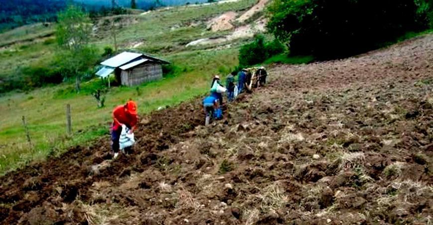 Agricultores sembrando Perú