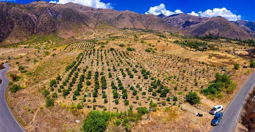 campos de cultivo plato Vraem Perú