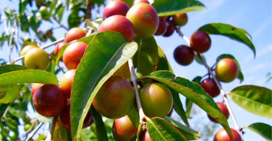 camu camu vitahuayo Perú