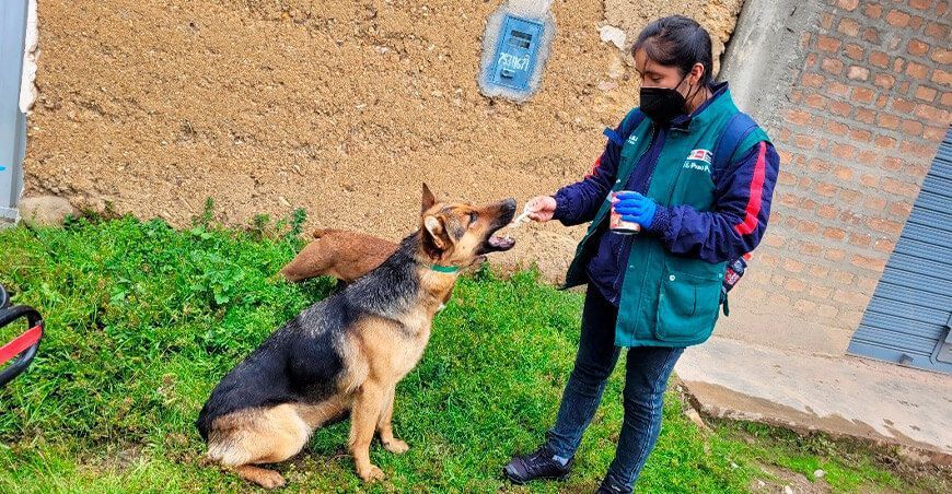 Senasa desparasitará a 800 perros pastores para prevenir la hidatidosis en Huancavelica