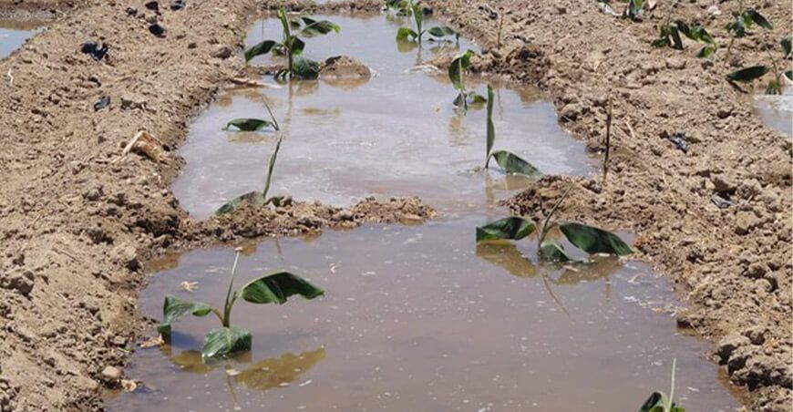 evalúan capacidad hídrica de los cultivos de banano y algodón
