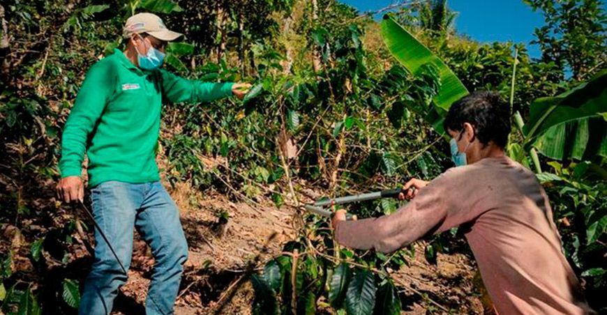 Brindan asistencia técnica en poda de mantenimiento de café