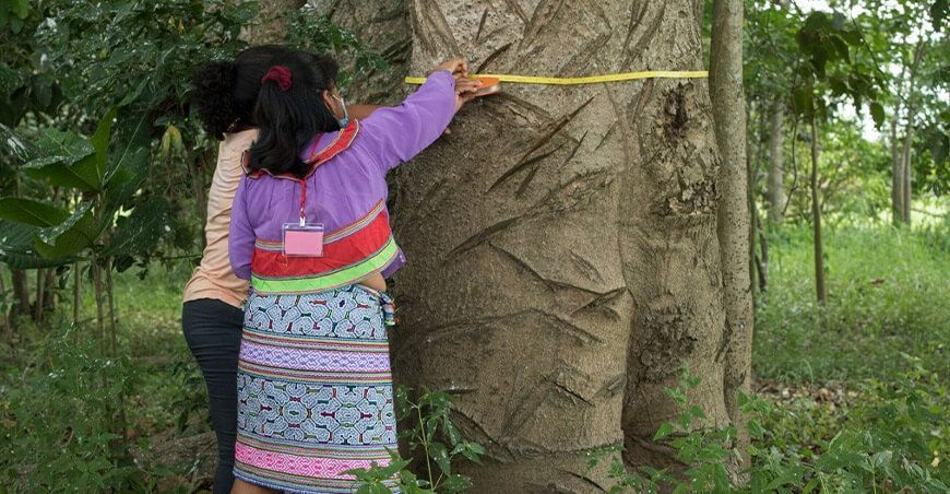 fortalecen capacidades de comunidades indígenas en manejo forestal comunitario