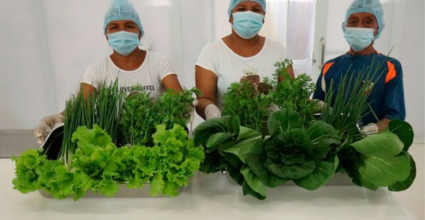 Loreto: comunidad fue asistida en buenas prácticas agrícolas en hortalizas
