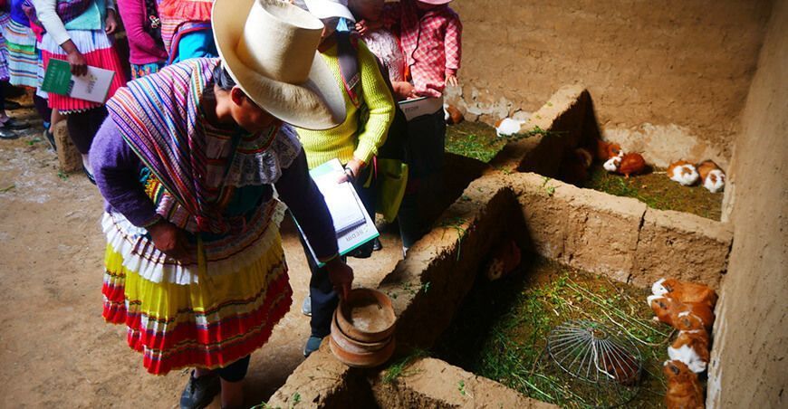 Mujeres de Pamparomás se capacitan en crianza de cuyes