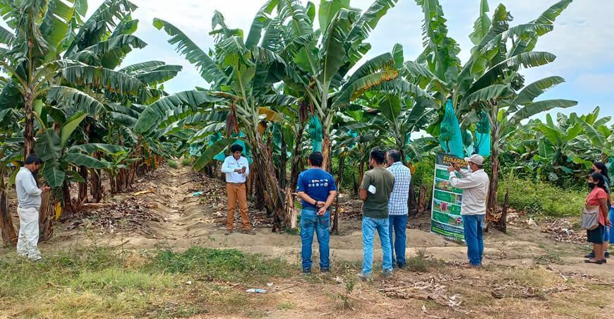 productores se capacitan en mejoramiento genético de banano y plátano