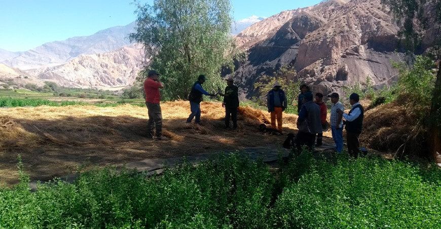Capacitan en producción de cultivo de alfalfa a productores de Moquegua INIA