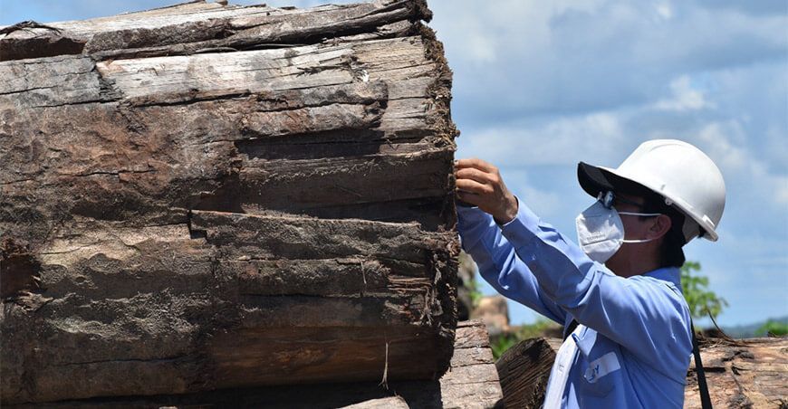 productores forestales maderables