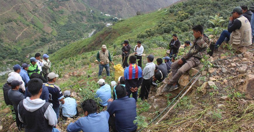 instalan plantones de palto Pamparómas Áncash