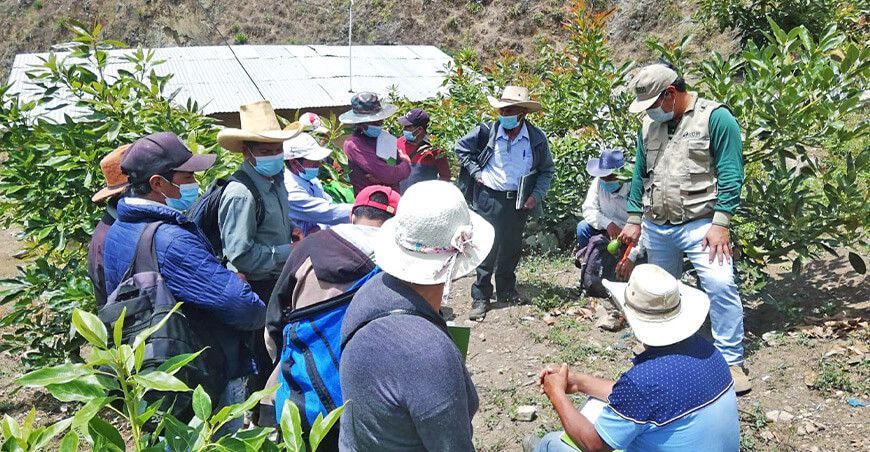 Áncash: pequeños productores de Jimbe apuestan por el cultivo del palto