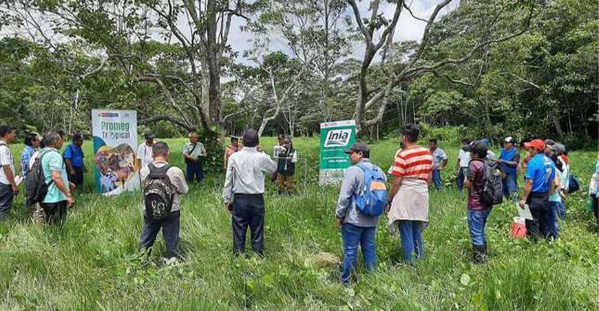agricultores de Yurimaguas se capacitan en producción de pastos
