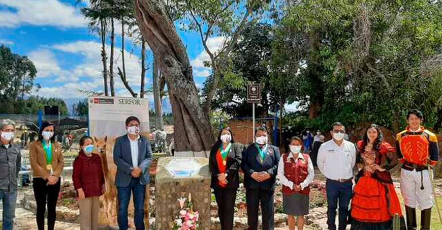Declararan como árbol patrimonial al histórico capulí de Bolívar