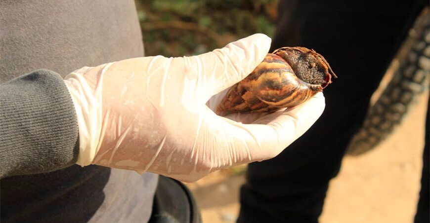 plaga caracol gigante africano