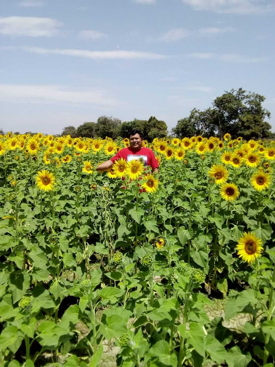 cultivo de girasol Lambayeque