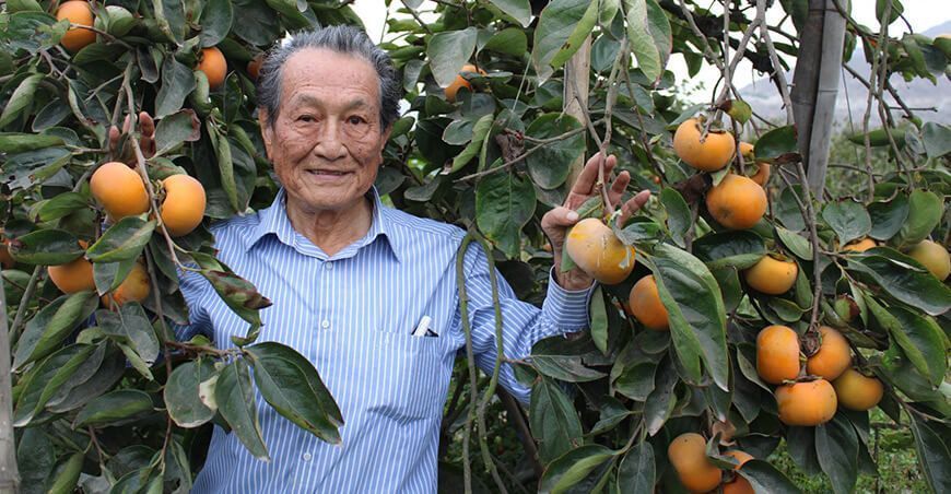 Carlos Fukuda Fukuda, el pionero en la producción de caqui