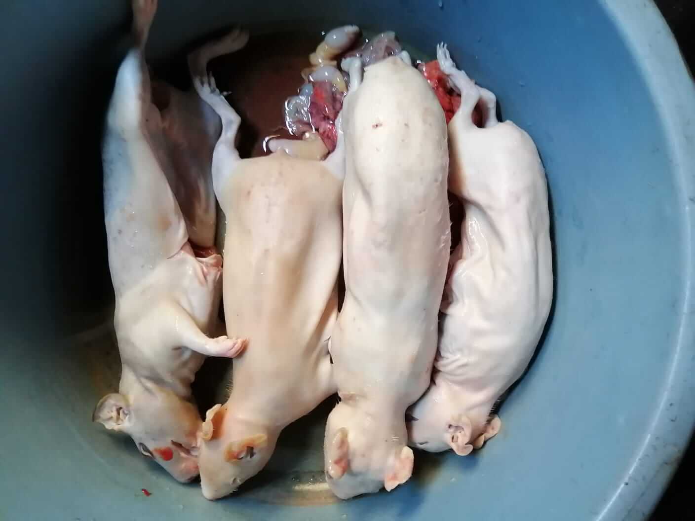carne de cuy Perú