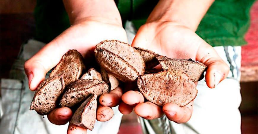 exportación de Castañas de Madre de Dios Perú