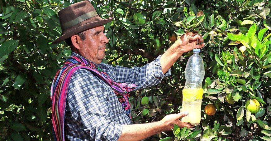 productores intensifican la lucha contra la mosca de la fruta producción hortofrutícola Ayacucho Perú