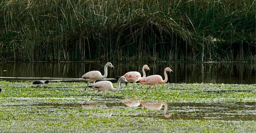 Realizarán censo invernal de flamencos altoandinos