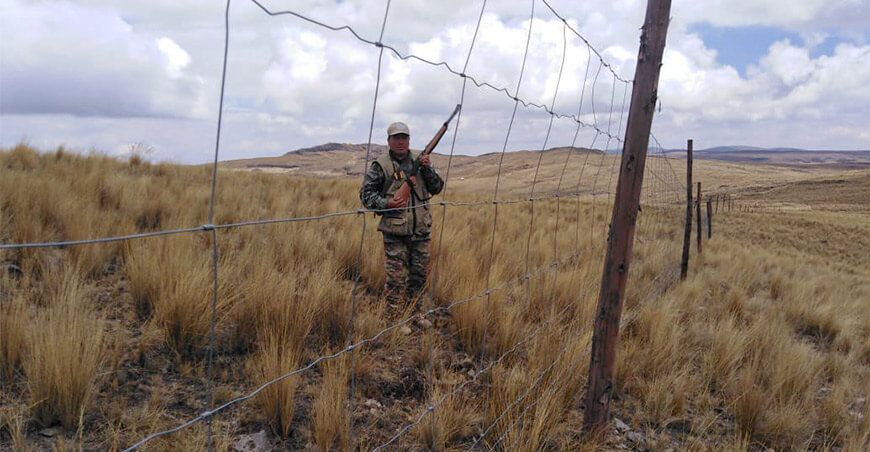 Instalan cerco cuarentenario para tratar vicuñas con sarna en Ayacucho