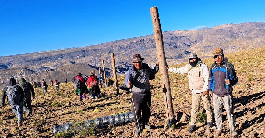Instalan cercos permanentes para manejo de vicuñas en Paucaray en Ayacucho Perú