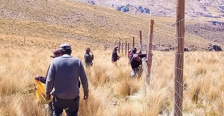 Instalan cercos permanentes para manejo de vicuñas en Paucaray en Ayacucho Perú