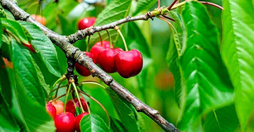 Planta de cerezo y fruta cereza