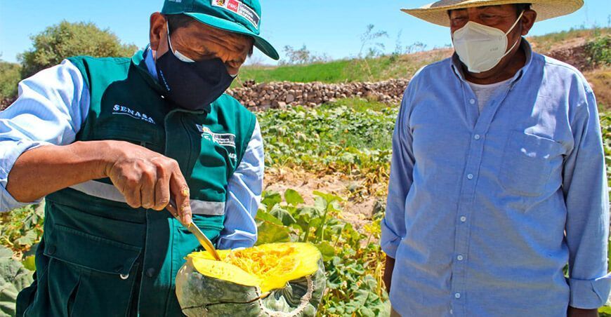 Senasa certificó más de 1200 TM de cucurbitáceas en Moquegua