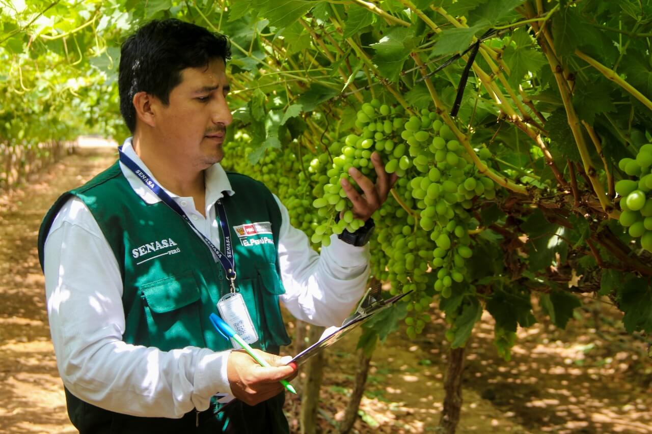 exportación de uva blanca Perú